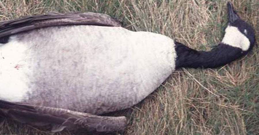 Canada goose qualität pdf discount