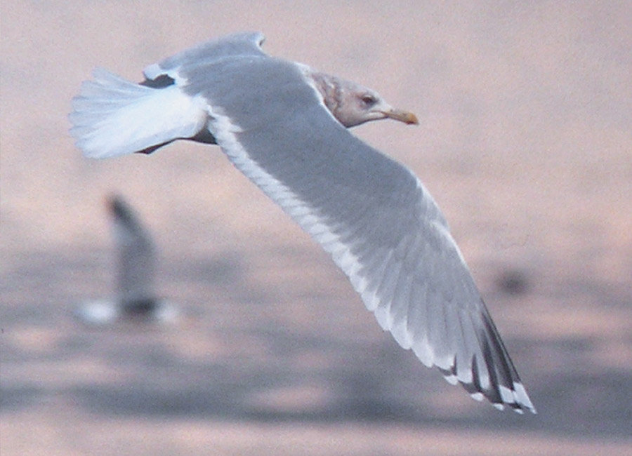 Thayer's Gull