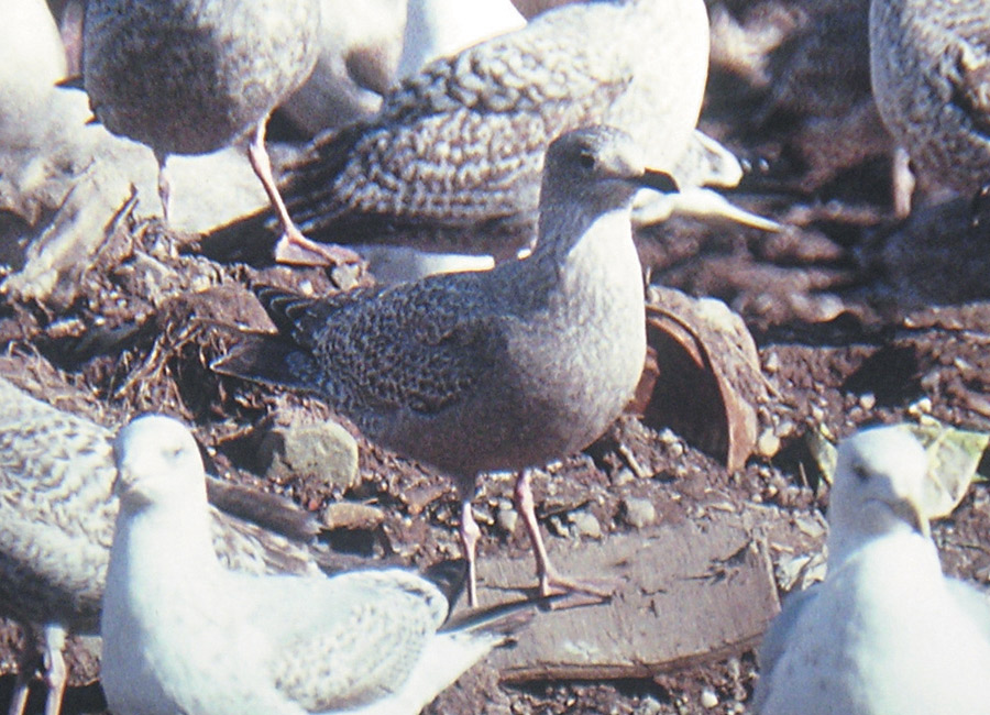 Thayer's Gull