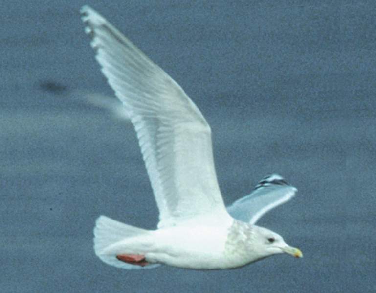 Thayer's Gull