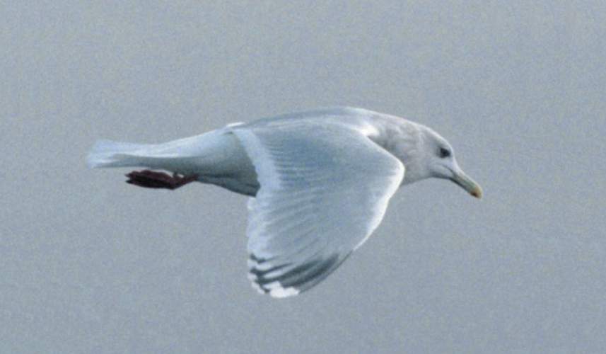 Thayer's Gull