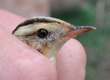 Aquatic Warbler