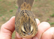 Aquatic Warbler