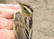 Aquatic Warbler