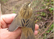 Aquatic Warbler