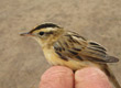 Aquatic Warbler