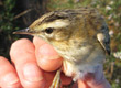 Aquatic Warbler