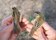 Aquatic Warbler