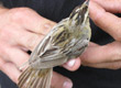 Aquatic Warbler