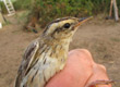 Aquatic Warbler