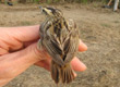 Aquatic Warbler