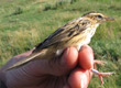 Aquatic Warbler