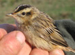 Aquatic Warbler