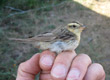 Aquatic Warbler