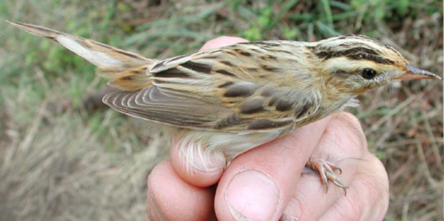 aquatic warbler