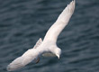 kumlien's gull