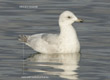 kumlien's gull