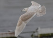 kumlien's gull