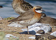 lesser sand plover