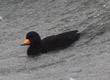 lesser sand plover