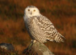 snowy owl