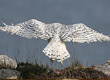 snowy owl