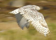 snowy owl