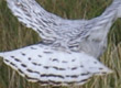 snowy owl