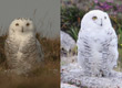 snowy owl