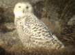 snowy owl