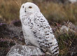 snowy owl