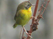 common yellowthroat